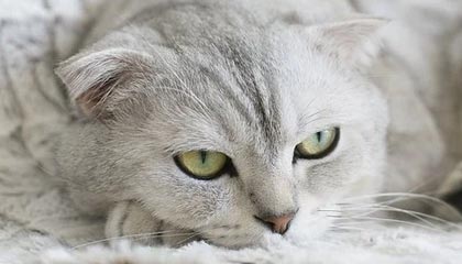 WTT多哈冠军赛：林诗栋苦战5局 3-2险胜晋级八强